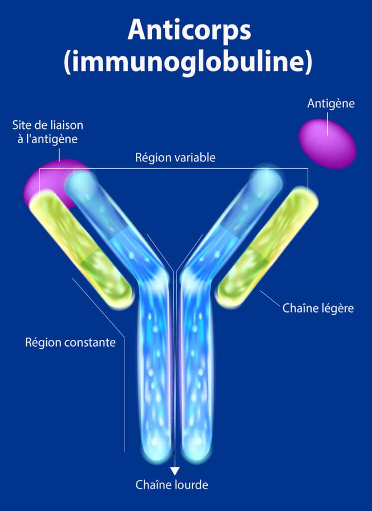 Les anticorps  – © Crédit : informationhospitaliere.com