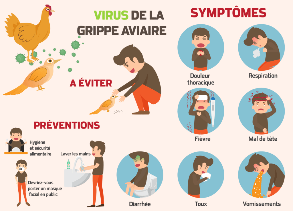 Grippe aviaire H3N8 Mode de transmission et précautions Information