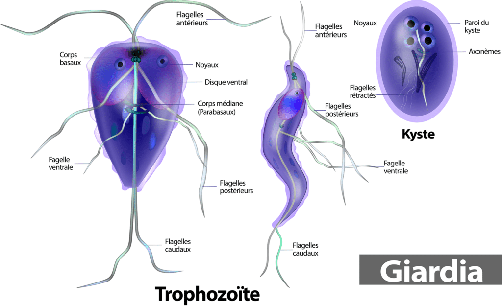 La giardia – Crédit : informationhospitaliere.com