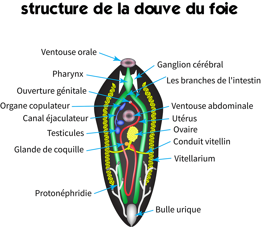 La douve du foie - Crédit : informationhospitaliere.com