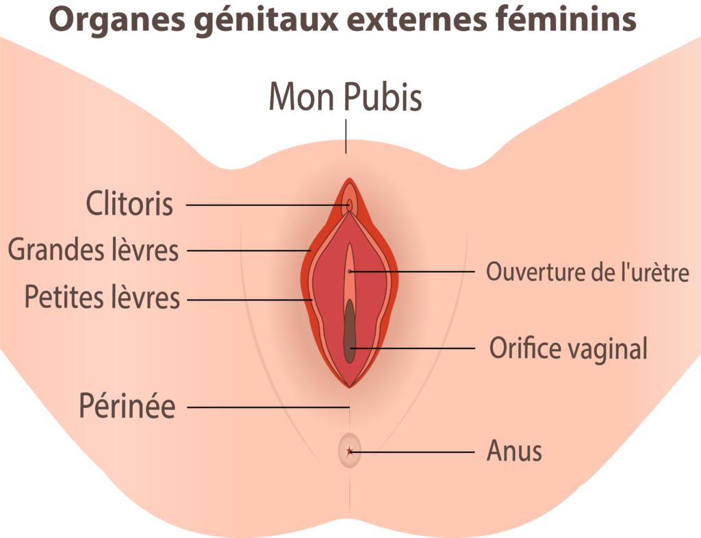 Localisation du périnée chez la femme - Crédit : informationhospitaliere.com